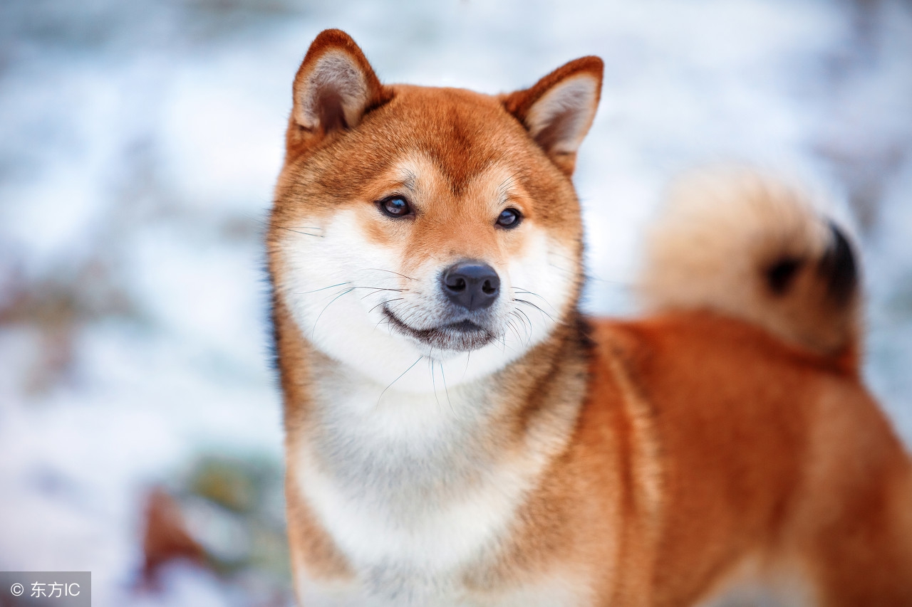 怎么使狗狗香香的,狗狗消除异味的最好方法