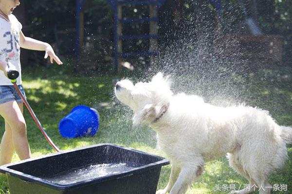 给土狗洗澡的注意事项,给狗洗澡的正确方法
