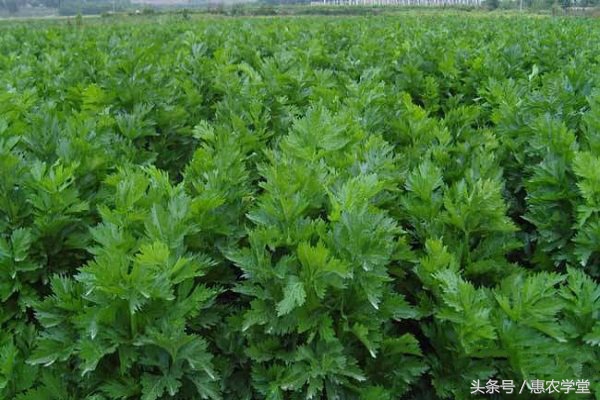 芹菜出苗后长得慢怎办,香菜几天出苗芹菜多少天出苗