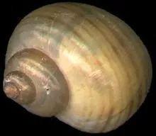 严重可能致痴呆，甚至死亡！海宁又出现这种螺，繁殖快，快提醒大家！