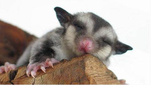 最玻璃心的宠物界新秀——蜜袋鼯玻璃心?爱自杀?