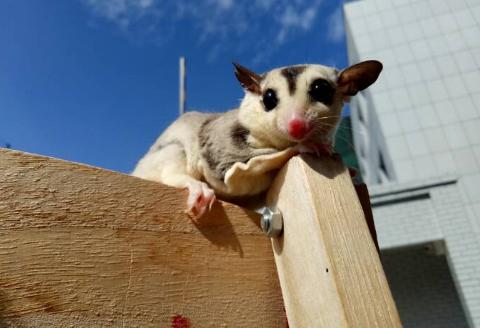 最玻璃心的宠物界新秀——蜜袋鼯玻璃心?爱自杀?