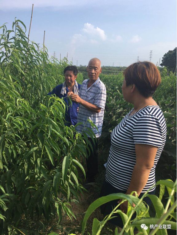 提高碳氮比有利于花芽分化,提升树体碳炭比