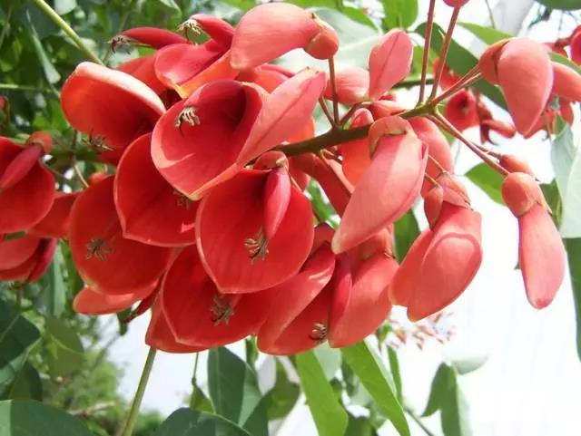 全国31省会城市的市花,全国56个市市花