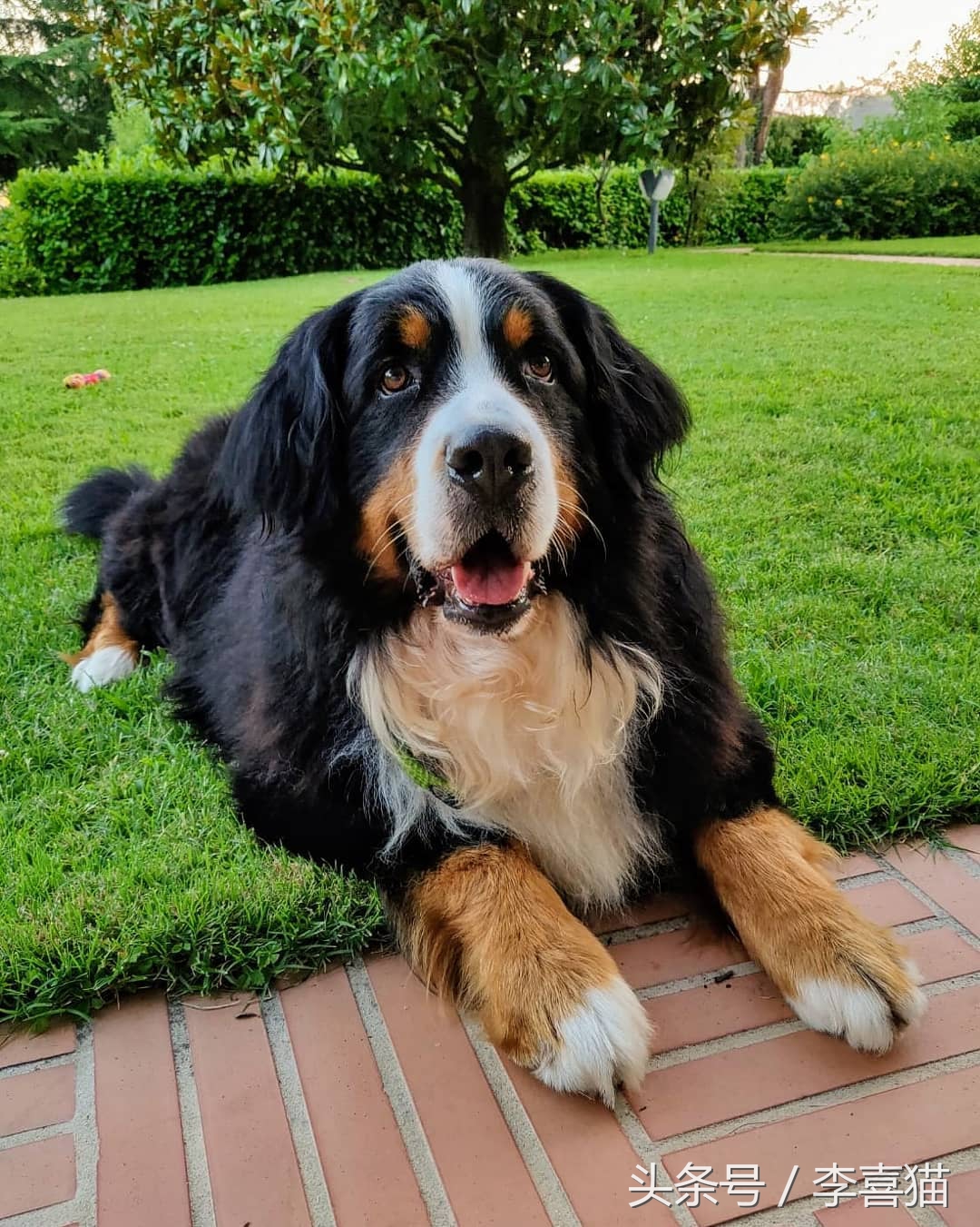 给狗狗洗澡是一门学问，学会这些技巧，不去宠物店自己也能搞定