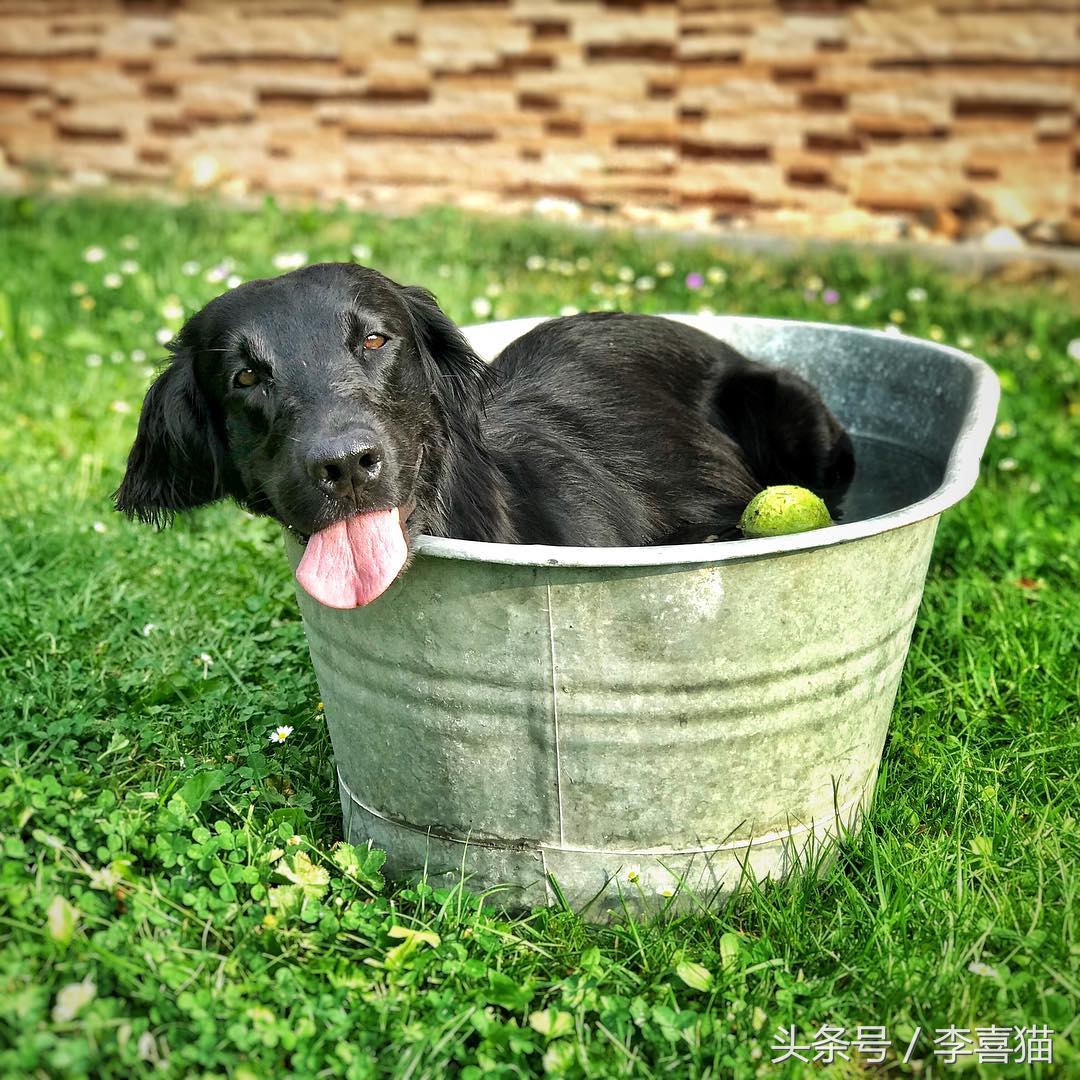 给狗狗洗澡的专业正确步骤,宠物店狗狗洗澡包括哪几个步骤