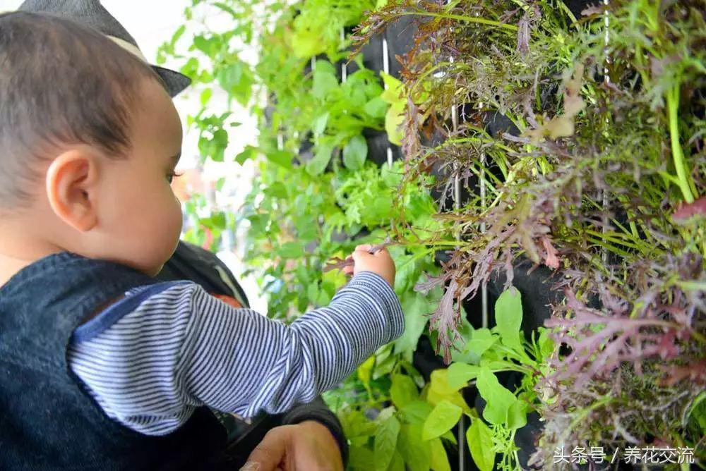 可以爬满墙还好看的植物,可以种在花盆里的乔木