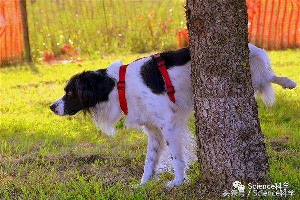 狗狗尿完刨地怎么纠正,狗撒完尿为什么要刨地