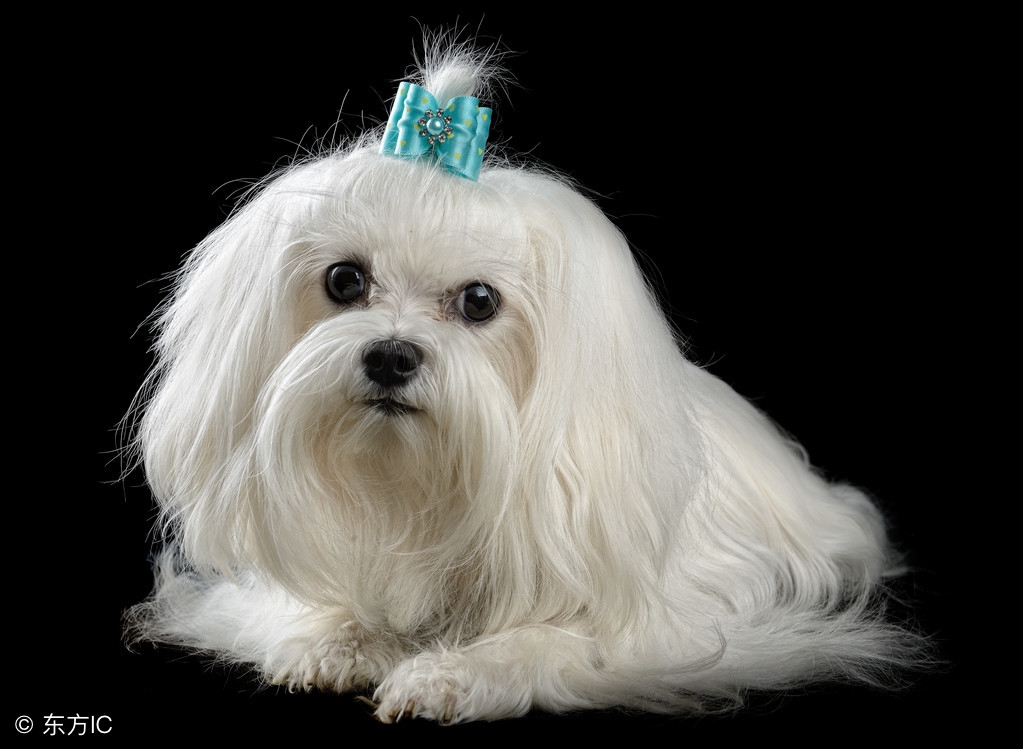 养一只狗需要准备什么东西,养一只狗前期需要多少钱