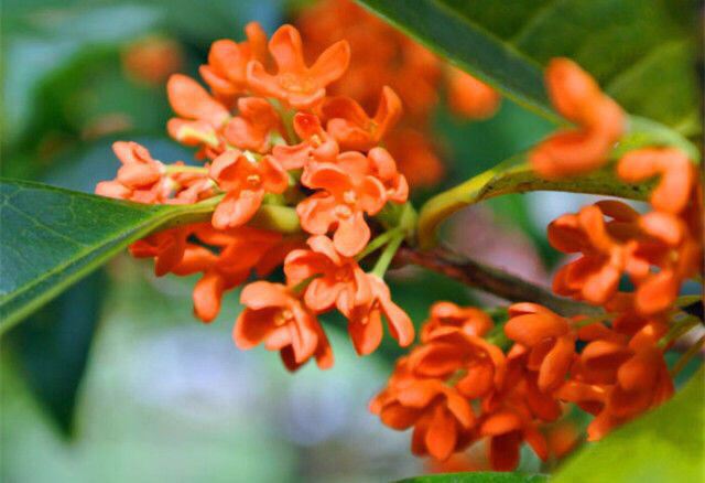 桂花飘香ll绿玉枝头万点黄，缕缕清香满庭芬