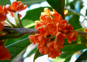 桂花飘香ll绿玉枝头万点黄，缕缕清香满庭芬