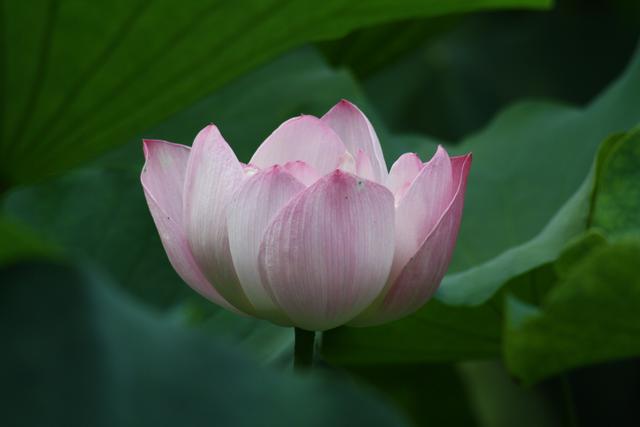 领导怎样应对斤斤计较的下属,如何驾驭爱计较的下属