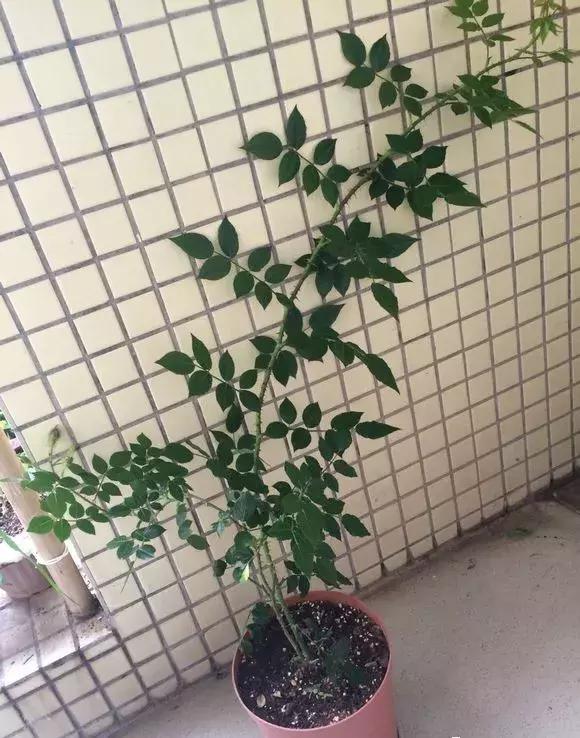 铜钱草修剪完干了如何补救,铜钱草与绿萝哪个好养