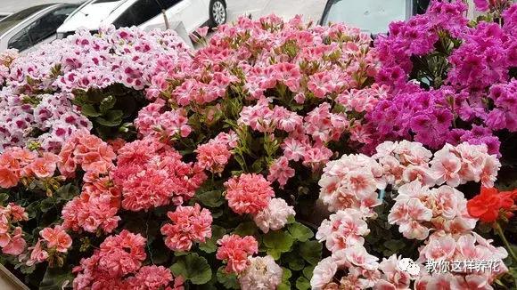 绿萝过冬后叶子全掉了,绿萝过完冬叶子黄了还能活吗