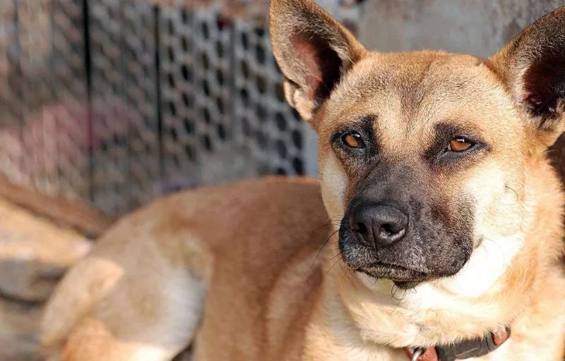 路上遇到恶犬该如何正确自救影片,路遇恶犬怎么办专业训犬师支招