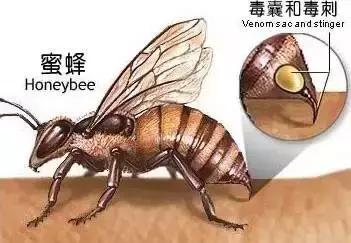 被蜜蜂蛰死亡新闻,蜜蜂蜇人会致人死亡吗