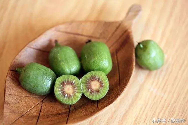 营养价值超高的猕猴桃,纯野生猕猴桃维c之王