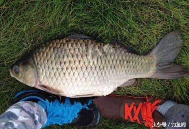野钓蓝鲫和野战蓝鲫区别,夏季钓鲫鱼大河好还是小河好