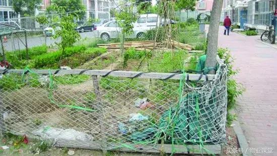 小区里绿地种菜怎么管理,怎么制止小区里种菜的