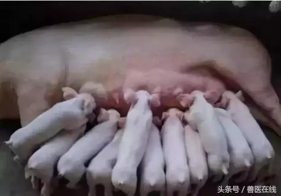 母猪奶水培养方法和技术,养殖母猪下奶最快的方法