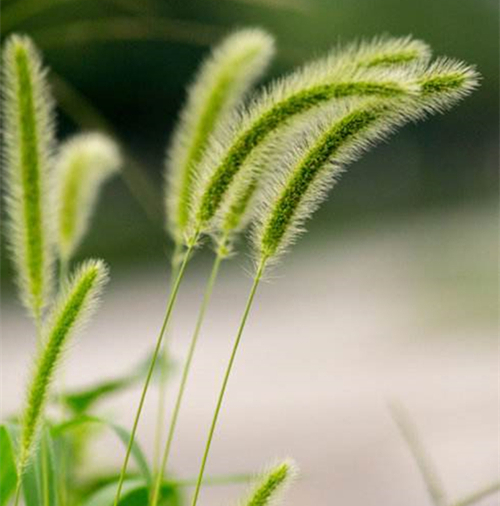 你还记得童年的狗尾草吗,狗尾草小时候