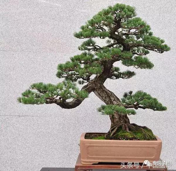 值得收藏的盆景养护常用技法