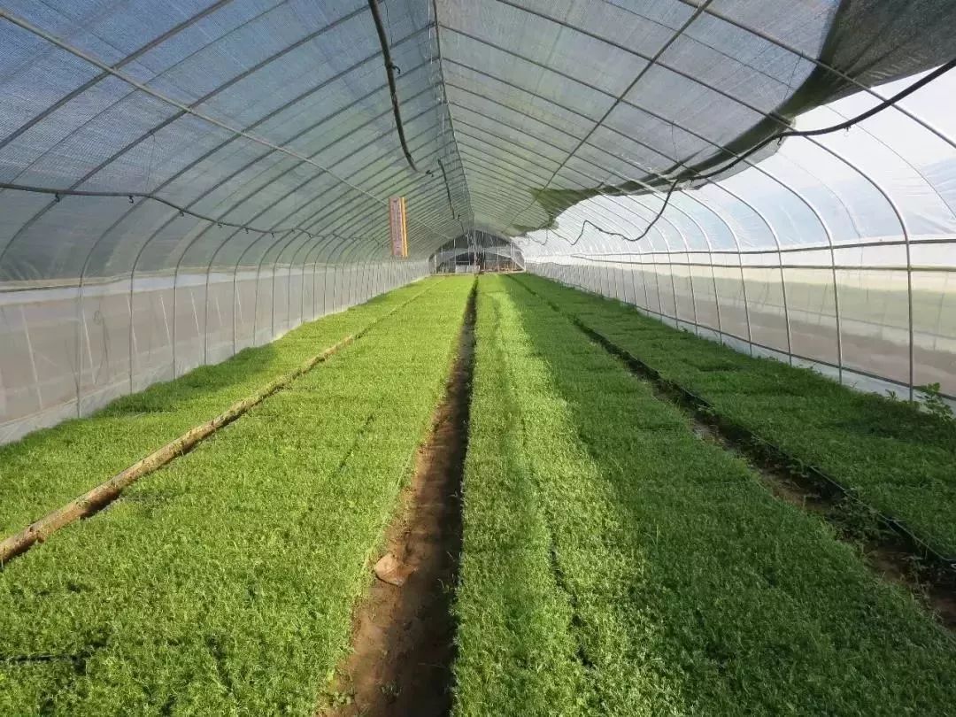 「丽江壹条」全国首例3D打印锁骨置换手术在昆完成/警情不是儿戏!丽江一女子谎报警情被警方行政拘留