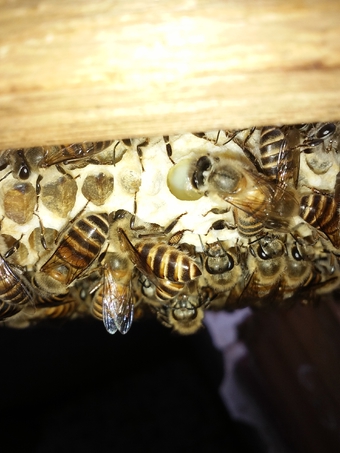 如何调整蜂群在蜜源期多采蜜,年轻的蜂王工蜂采集能力强吗