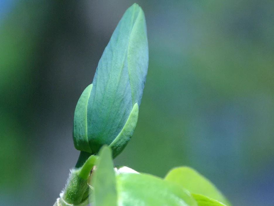 11种最漂亮的玉兰品种推荐，别再说你只认识白玉兰和红玉兰了
