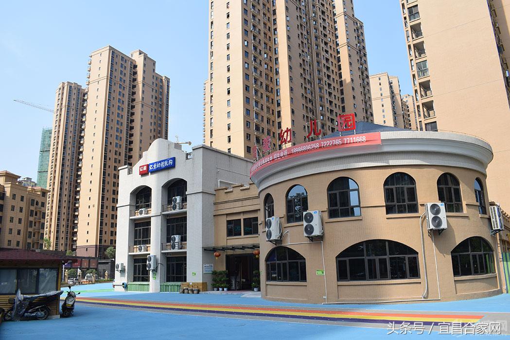 蕨类植物微景观组合,蕨类植物造景