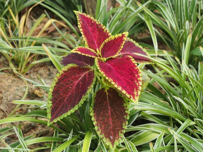 七夕去哪儿约会附近,七夕三亚旅游攻略