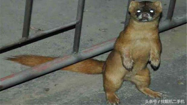 黄鼠狼来家里被打死了有什么征兆,家里打死黄鼠狼真的有报应吗