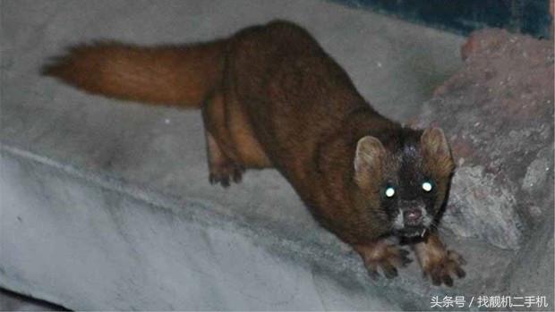 黄鼠狼来家里被打死了有什么征兆,家里打死黄鼠狼真的有报应吗