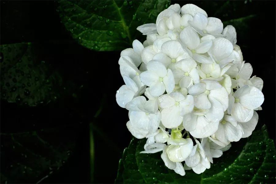 90岁日本老奶奶，酗酒飙车碰瓷却爆红网络丨小麦养老