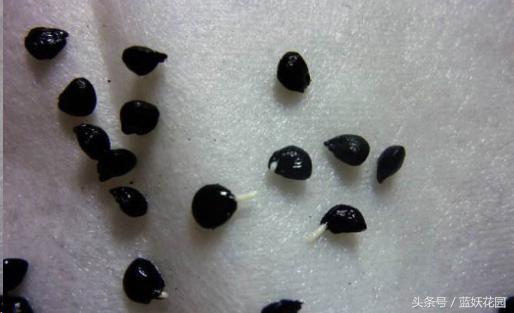 怎样种植芹菜和香菜,怎么种香菜韭菜视频