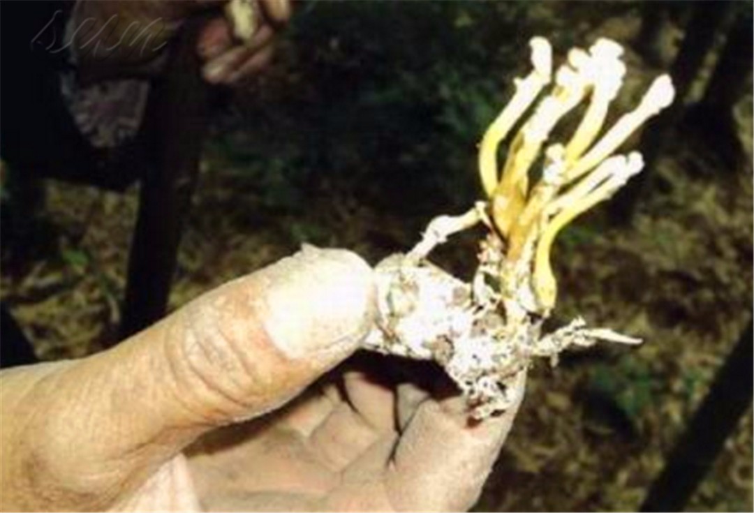 大山竹林里的珍宝,一半蝉一半花,曾是乾隆最爱,如今300元一斤