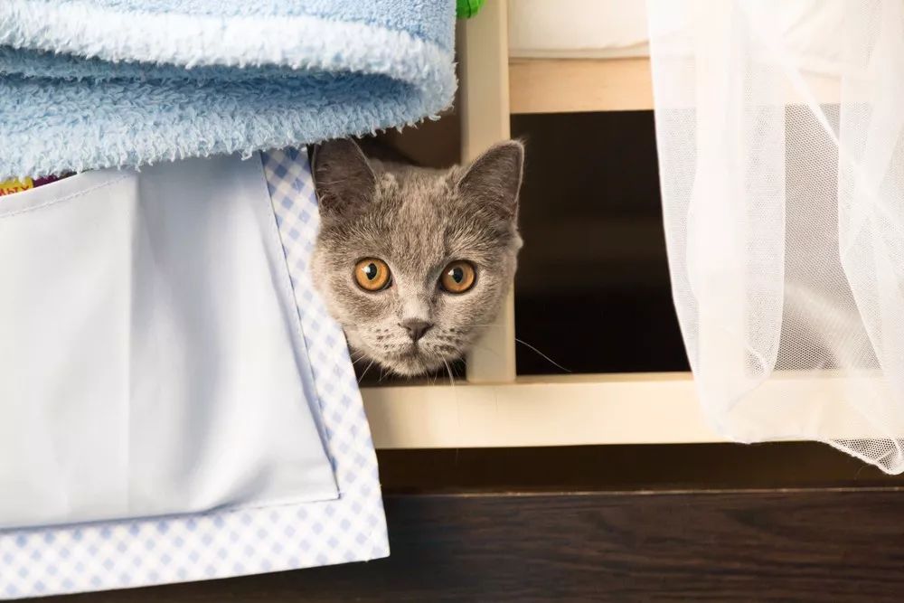 猫咪的10个特征图解,猫咪的性格怎么判断