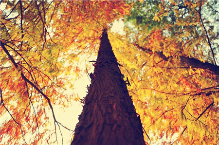 飞人牌缝纫机,华南牌缝纫机