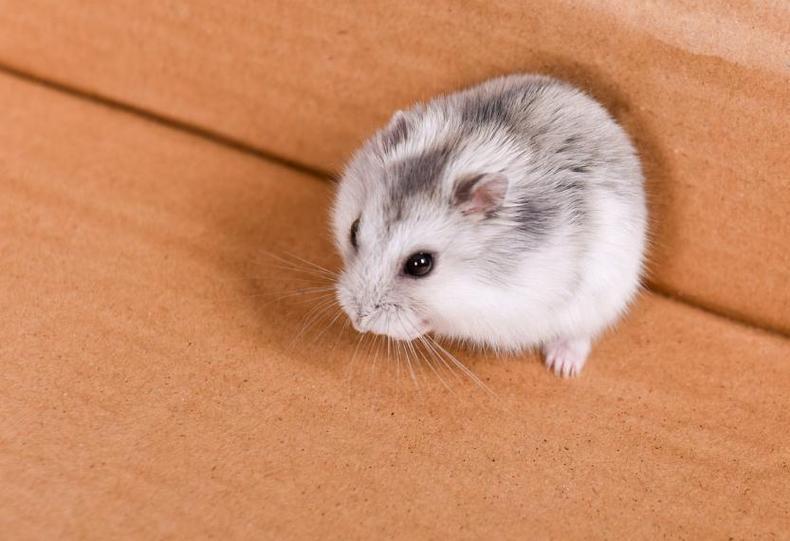 养仓鼠必须知道的8大常识问题,养仓鼠的必须知道的小知识