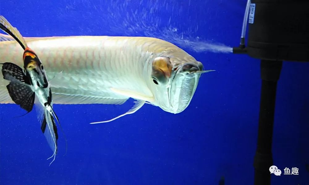 龙鱼眼睛撞破了怎么办,龙鱼吓到了要多久恢复