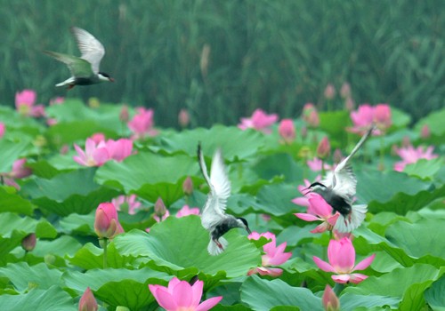 七夕赏荷去！微山湖红荷节将于8月16号开幕