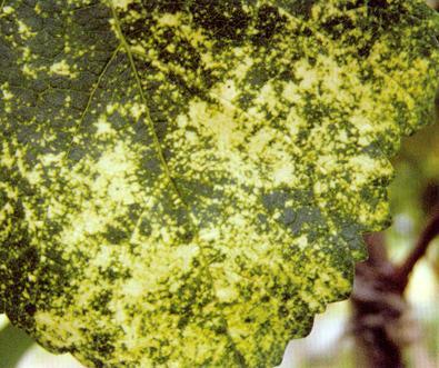 葡萄叶子烧边是什么病,葡萄叶子长白霜是怎么回事