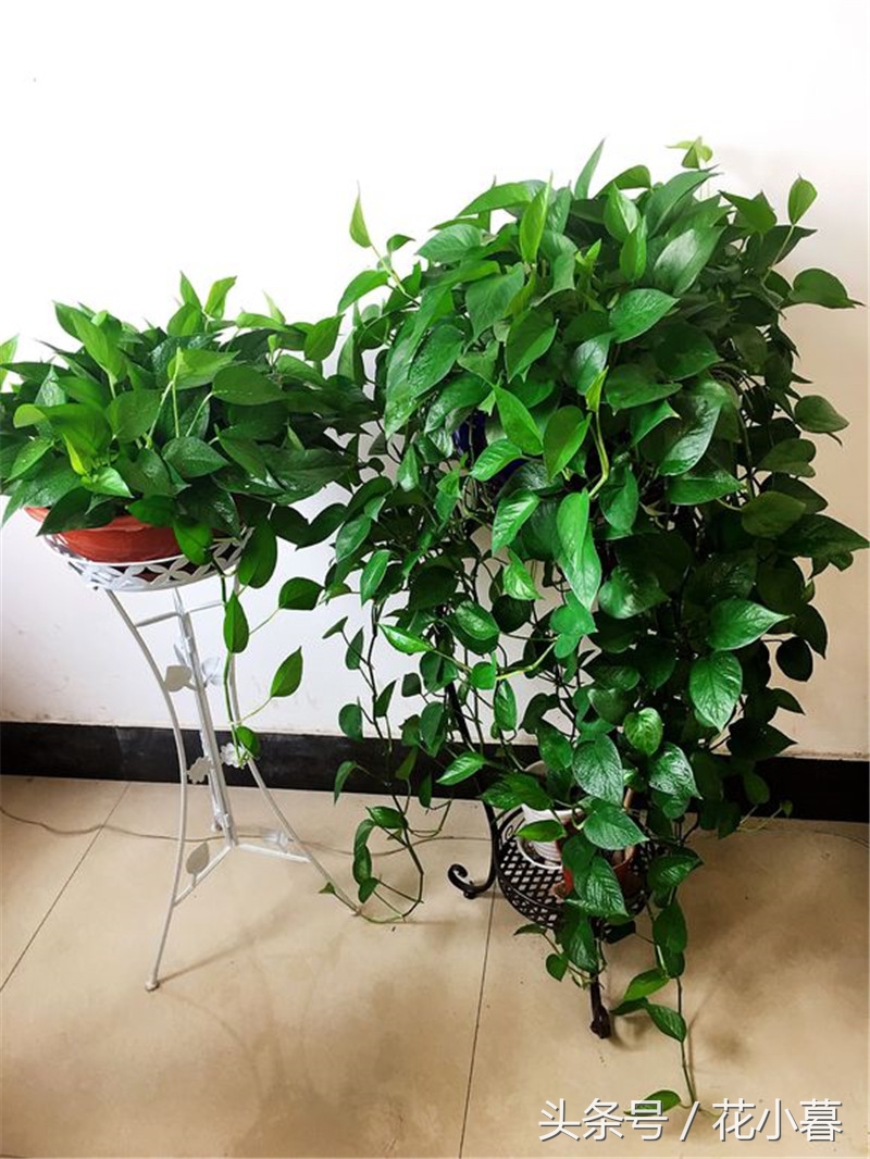 绿萝长成长条了怎么办,绿萝叶子长不平展