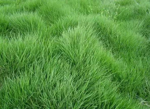 草坪该如何养护管理,楼顶花园草坪选择哪种比较好