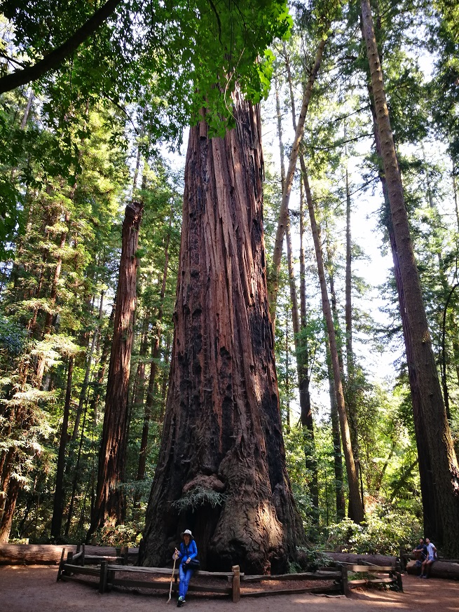 原始森林房车游记,红杉林房车自驾游