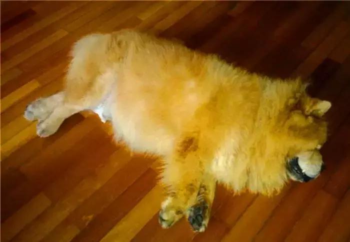 狗狗中暑主人伤心,狗狗中暑急救处理方法