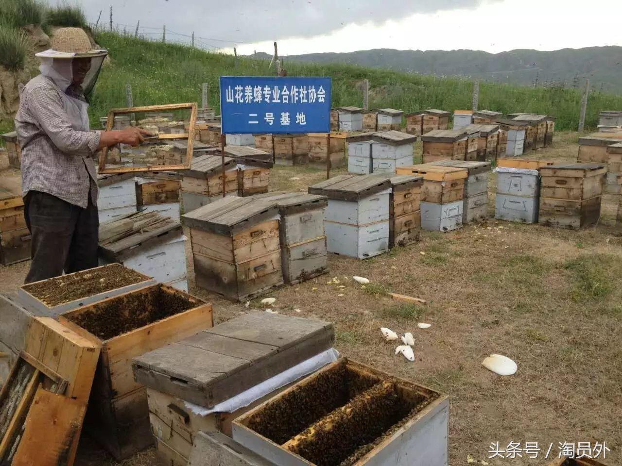 与我们此生的甜蜜如初:库什台野*党**参花蜂蜜