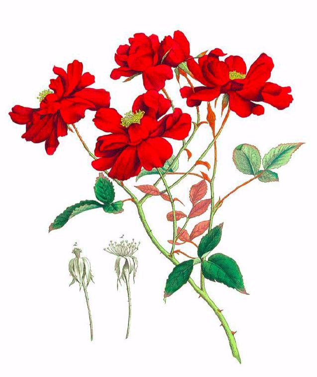 荐书|七夕将至,现代版“玫瑰圣经”带给你一整本永不凋谢的浪漫!