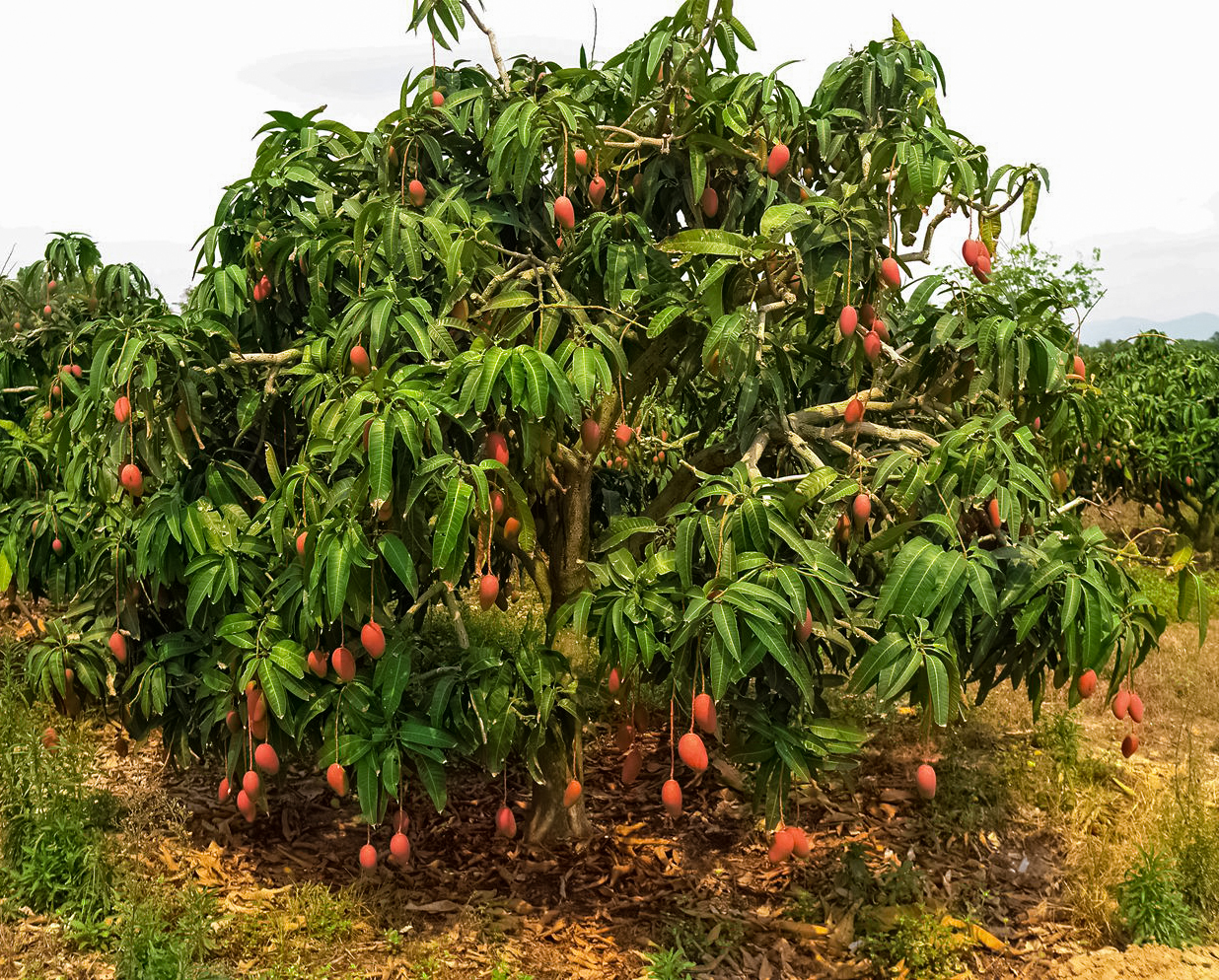芒果之乡歌曲,芒果之乡的芒果品种