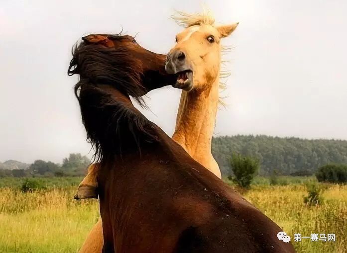 七夕到了单身狗报告,七夕快到了依然是单身狗